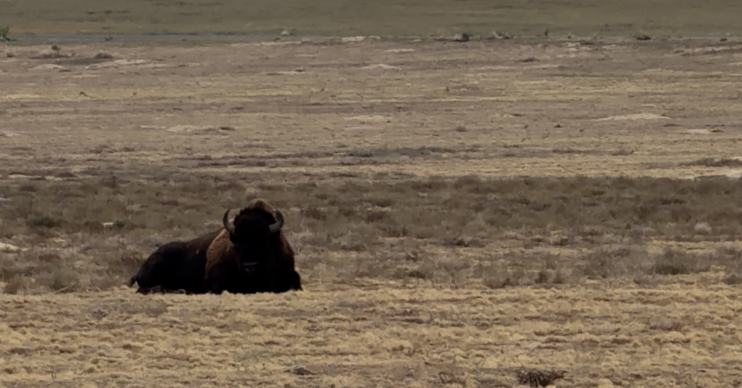 Bison, Prairie Dogs & Easy Hiking at Rocky Mountain Arsenal Near Denver